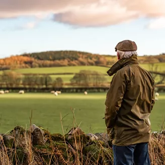 Older man looking at a field with sheep in it