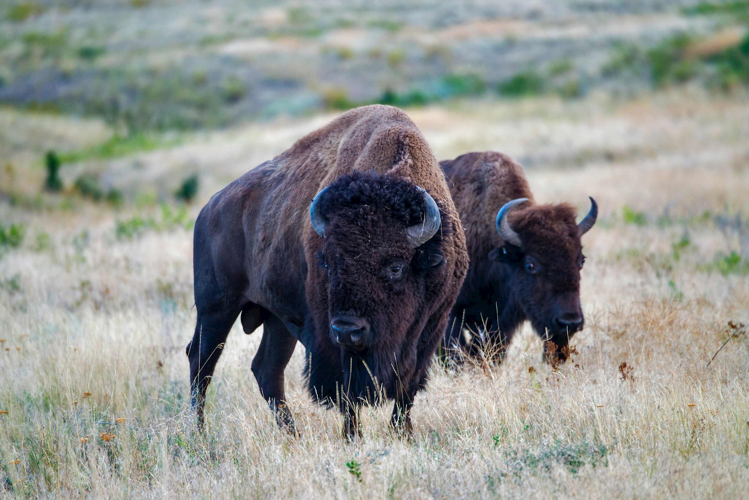bison-yellowstone-usa.jpg