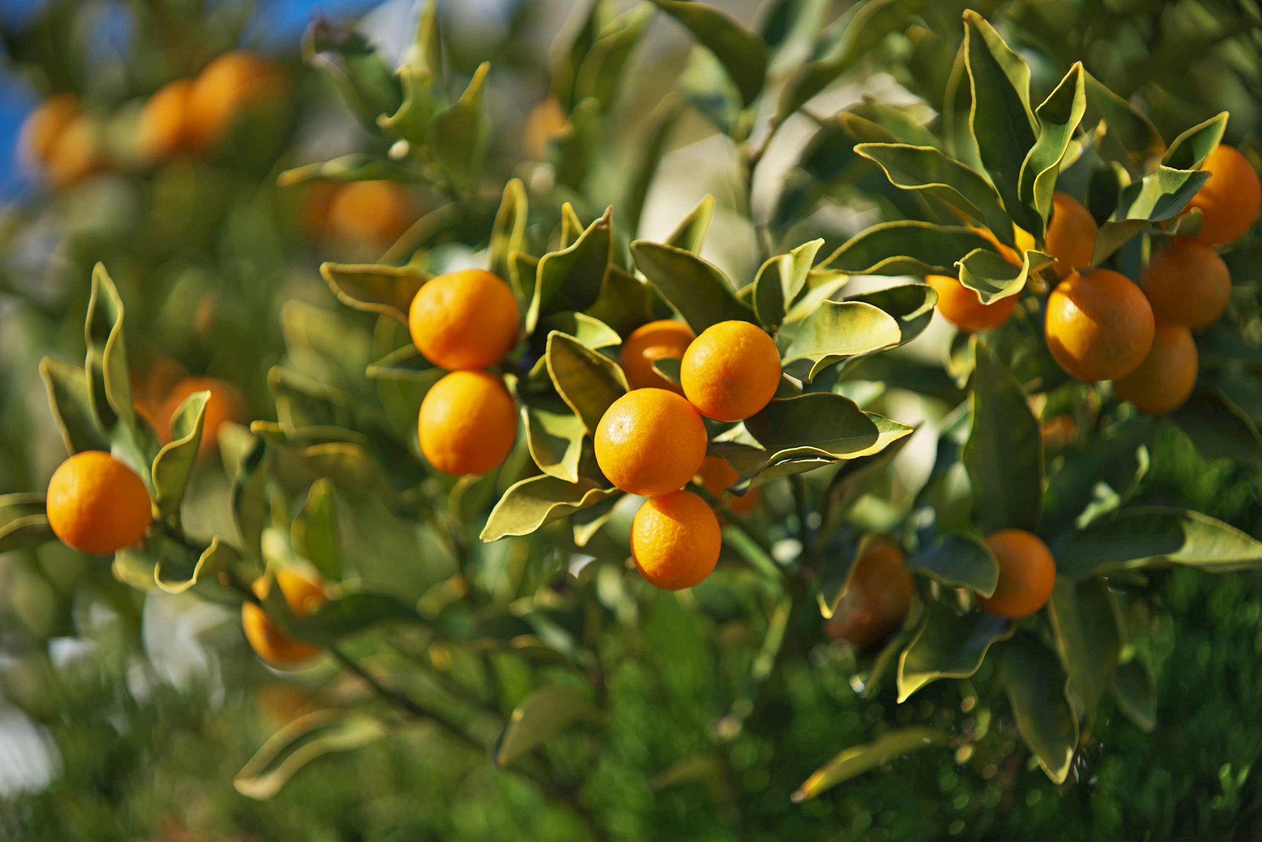 kumquat-seville-spain.jpg