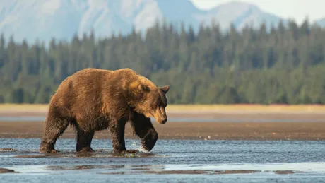 A bear walking by the river in Alaska, USA