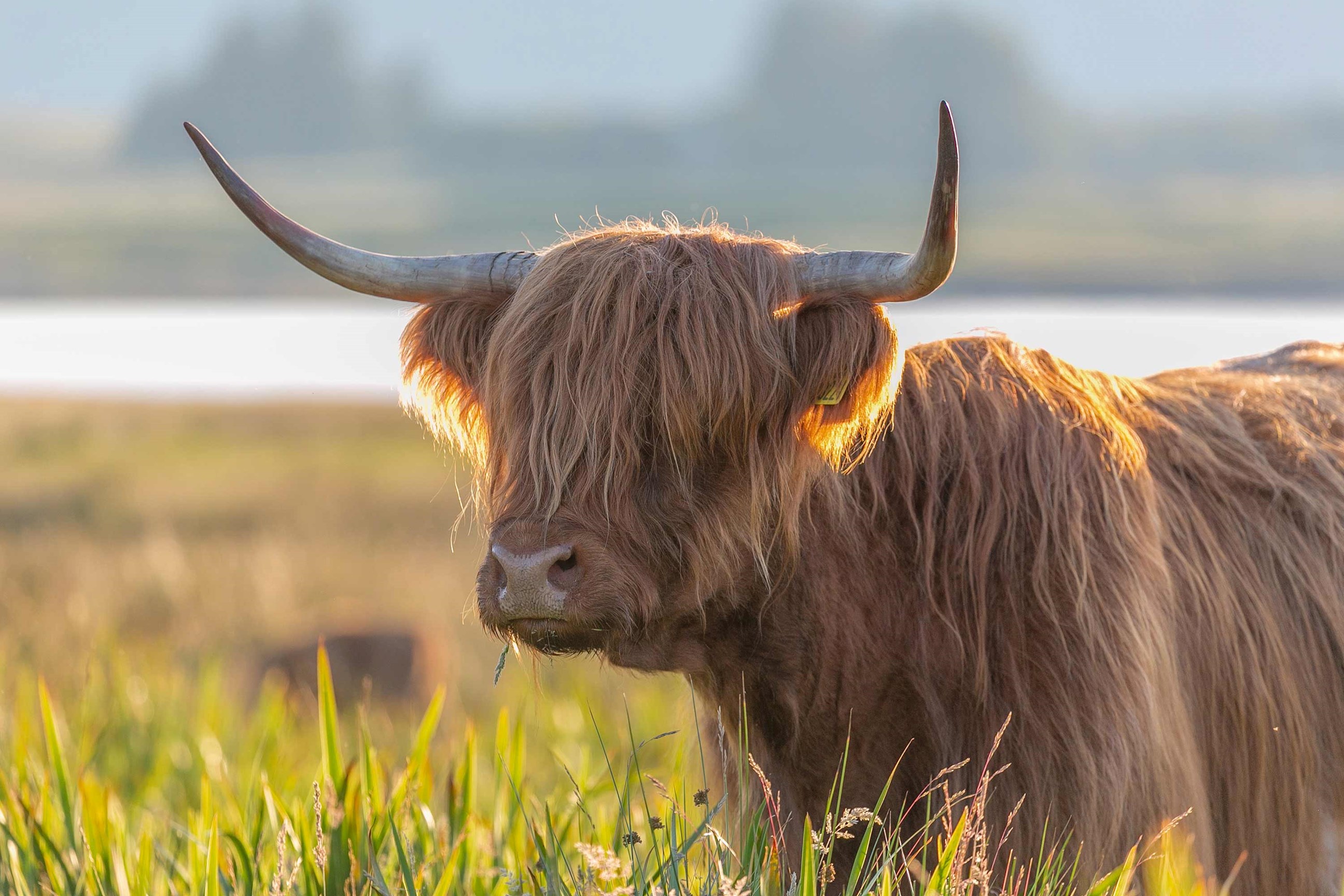 Highland Cattle Scottish Highlands Scotland 1