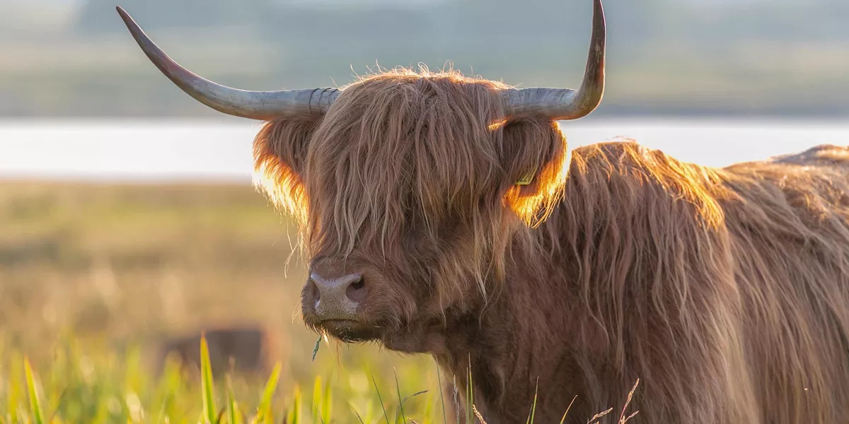 Highland Cattle Scottish Highlands Scotland 1