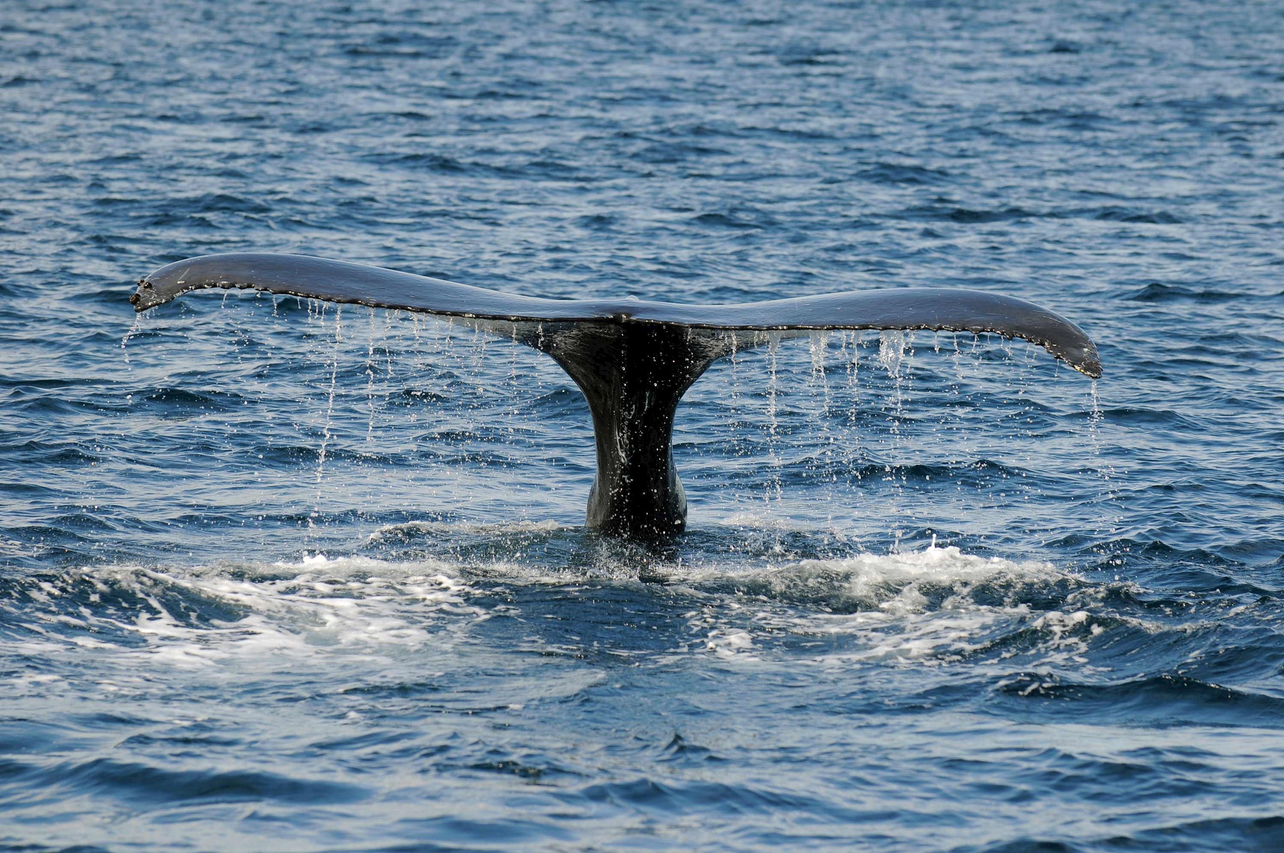 whale-tail-cape-bonavista-canada.jpg