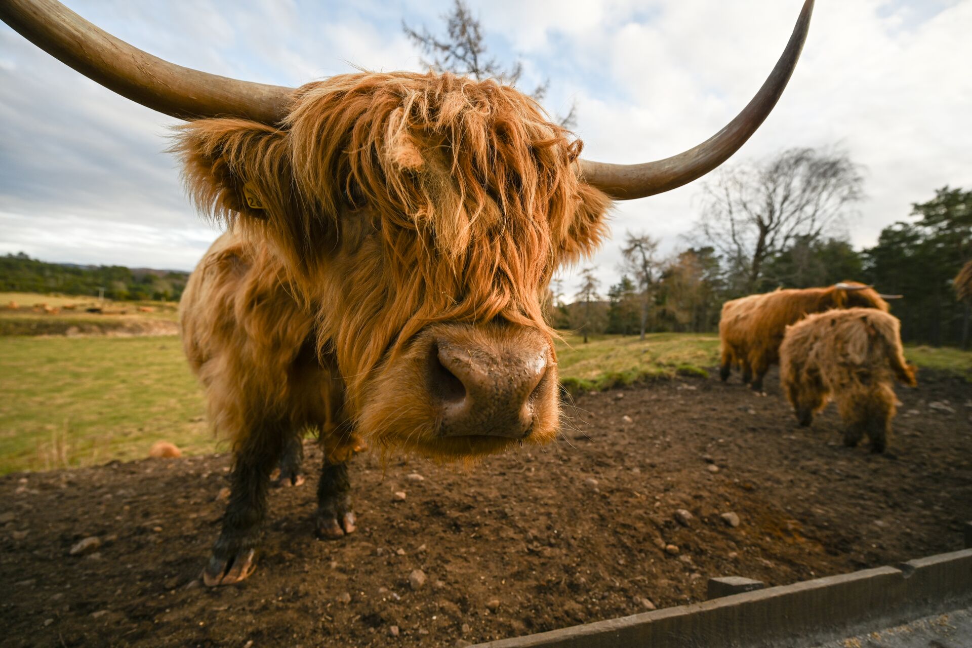Highland cow in Scotland