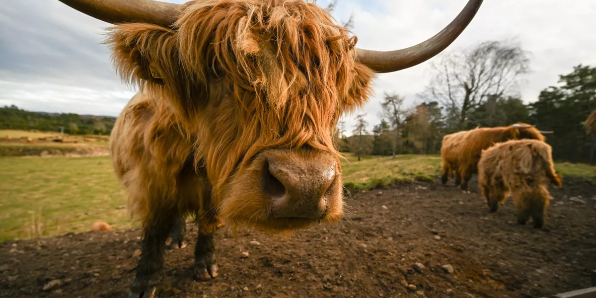 Highland cow in Scotland