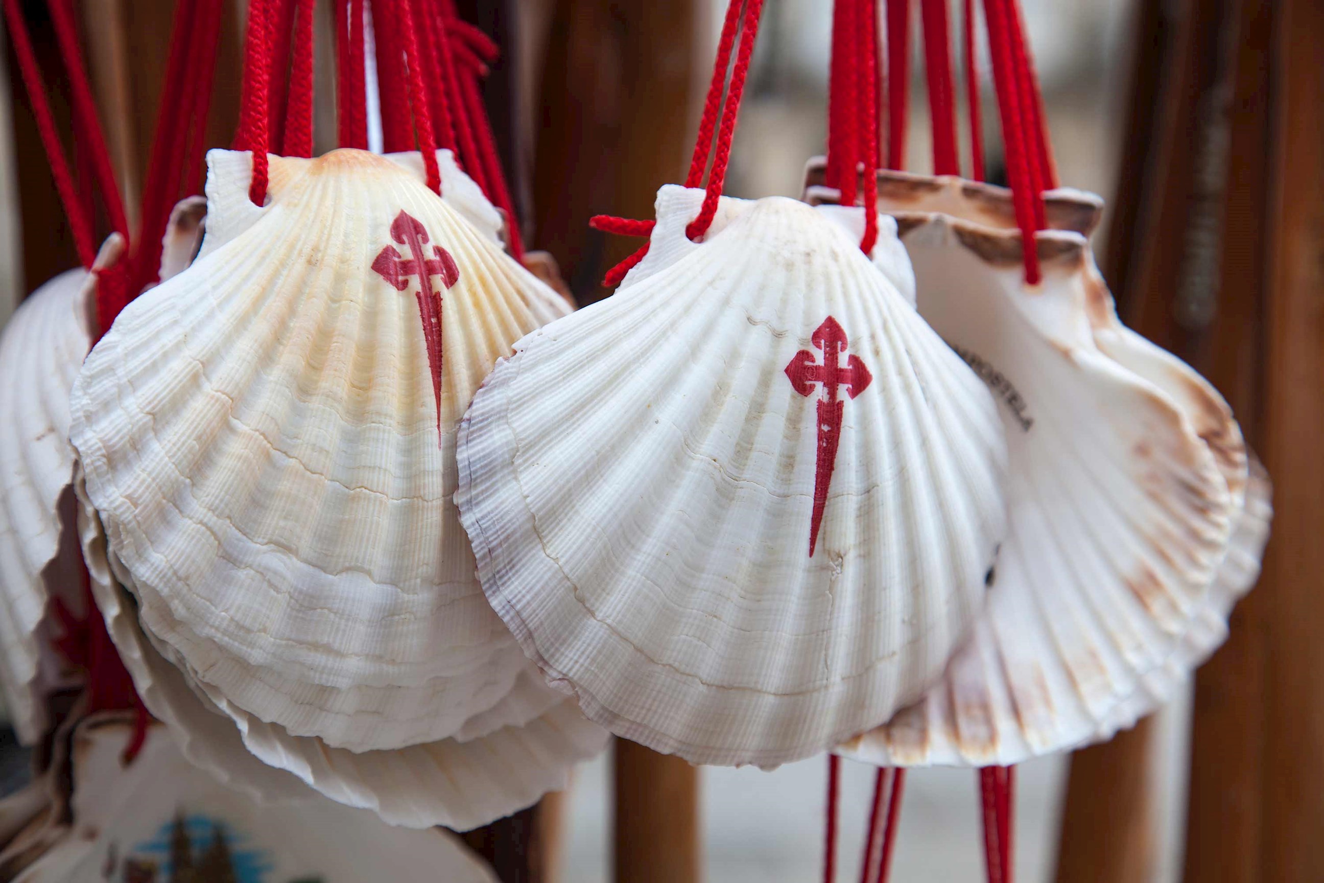 seashells-camino-de-santiago-de-compostela-spain.jpg