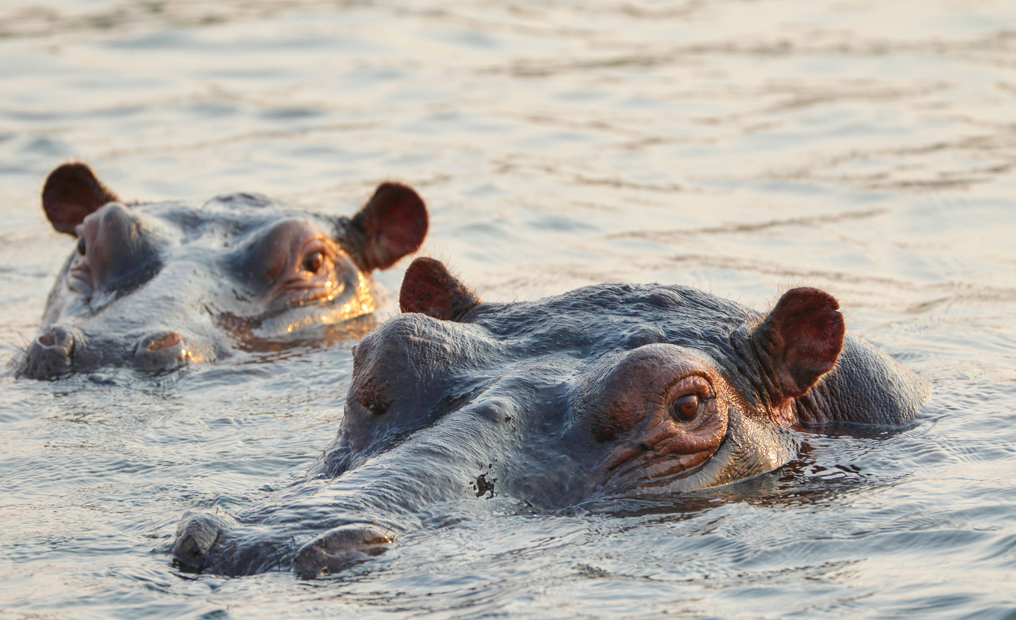 hippos-zambezi-river-south-africa.jpg
