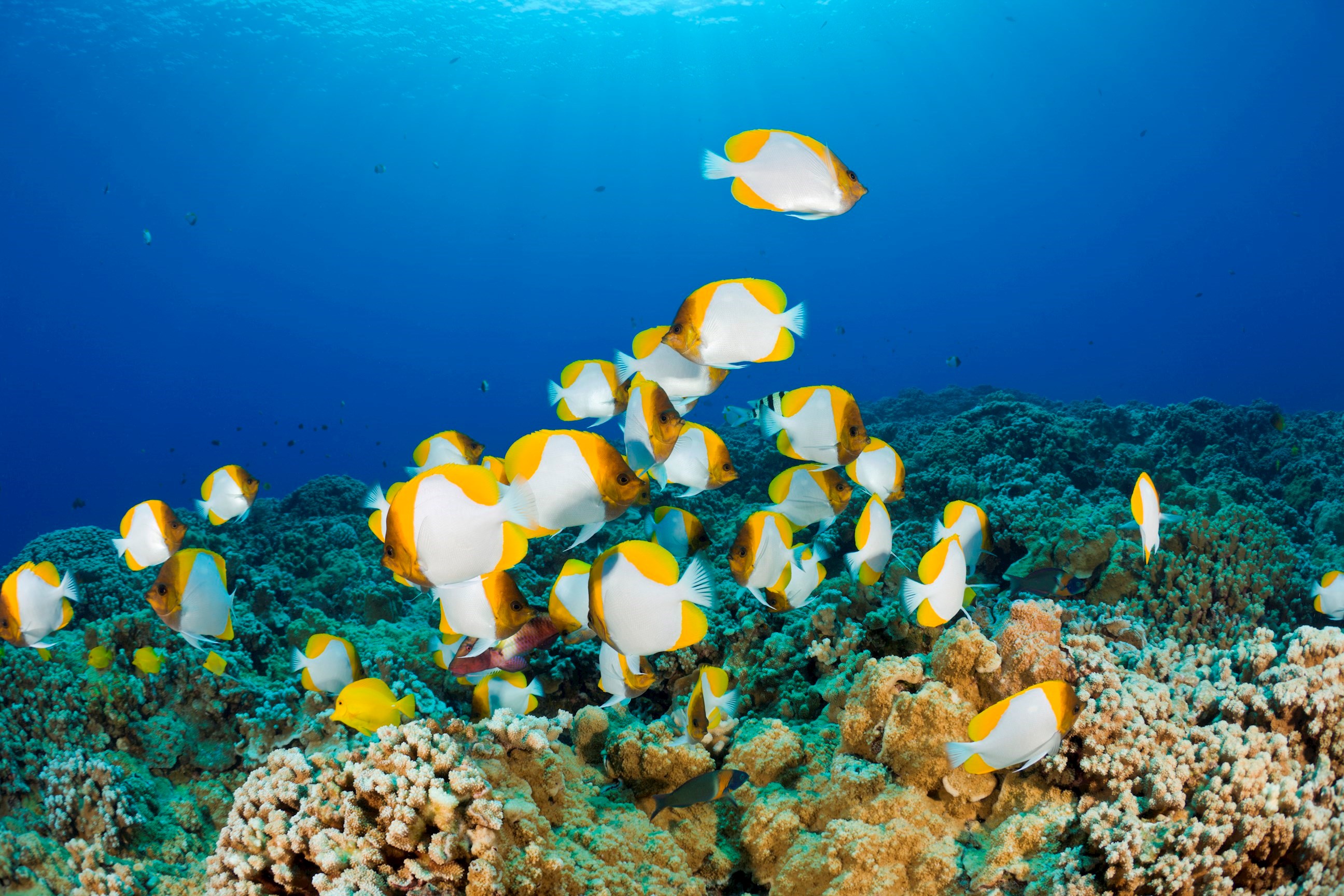 molokini-snorkeling-trip-maui-usa.jpg