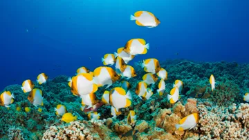 molokini-snorkeling-trip-maui-usa.jpg