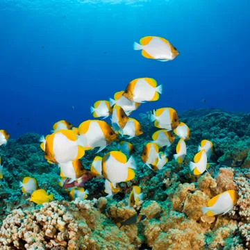 molokini-snorkeling-trip-maui-usa.jpg