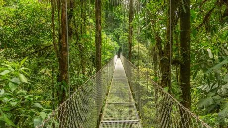 Long hanging bridge in forest of Costa Rica