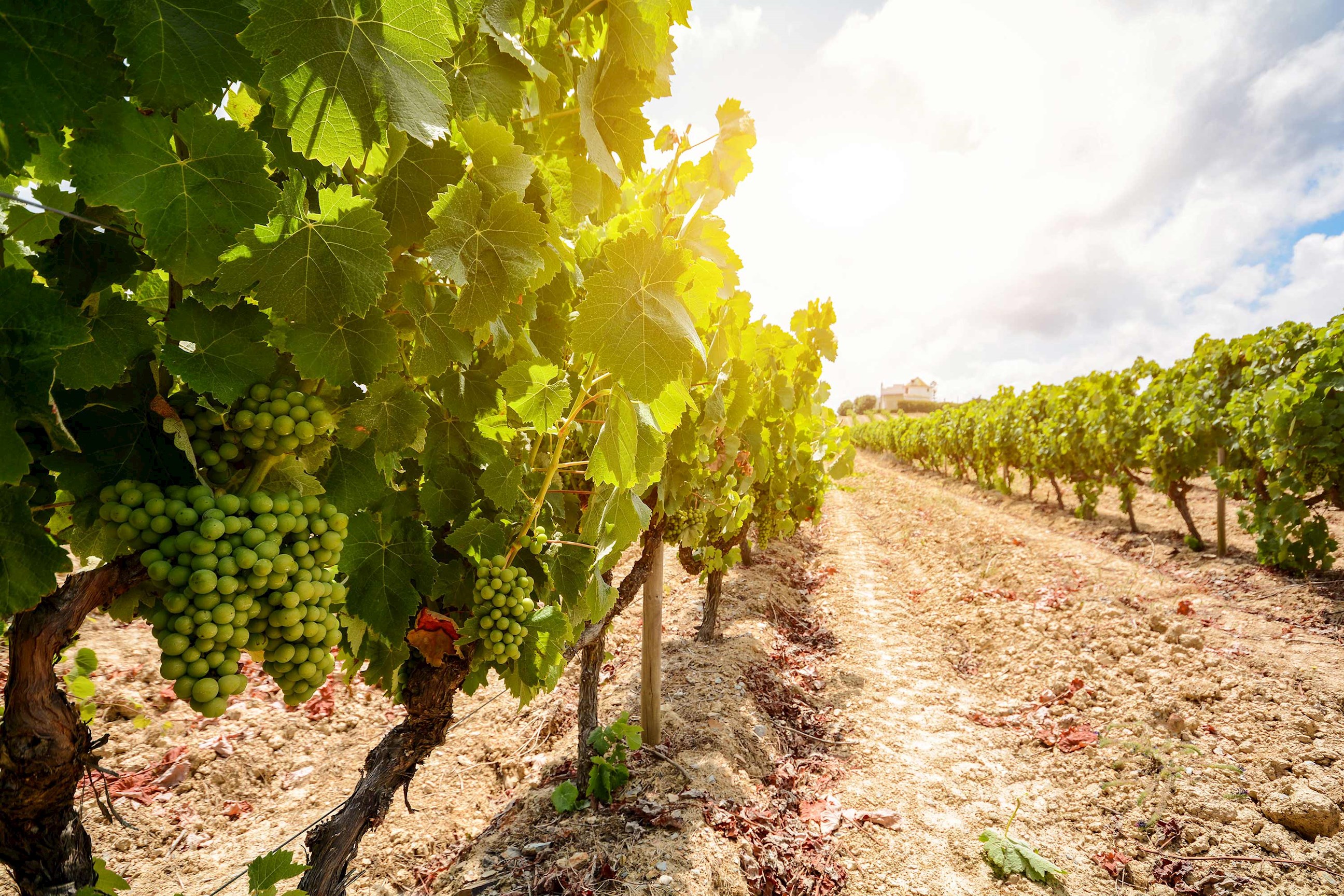 vineyards-alentejo-portugal.jpg