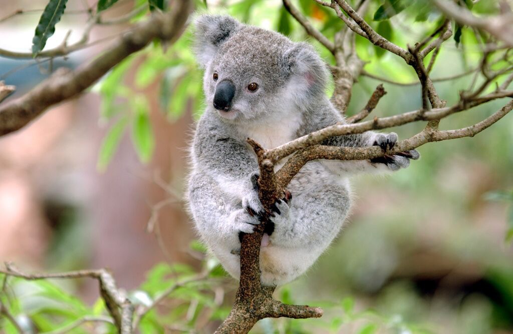 Baby Koala sitting on a tree in Australia