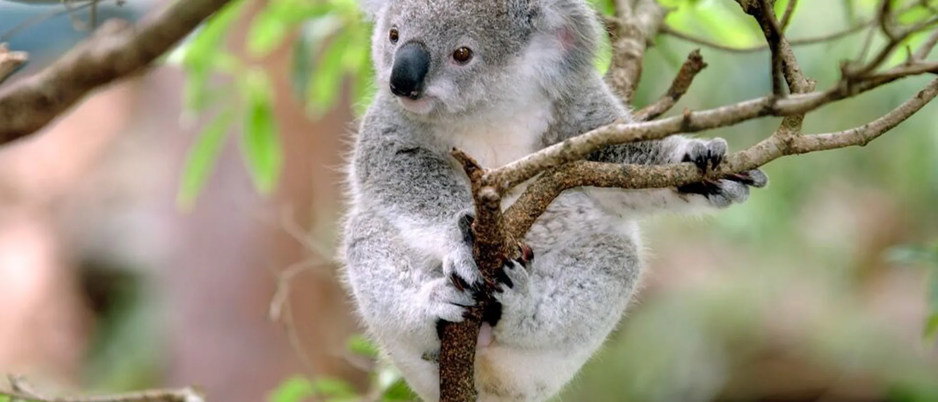 Baby Koala sitting on a tree in Australia