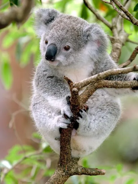 Baby Koala sitting on a tree in Australia