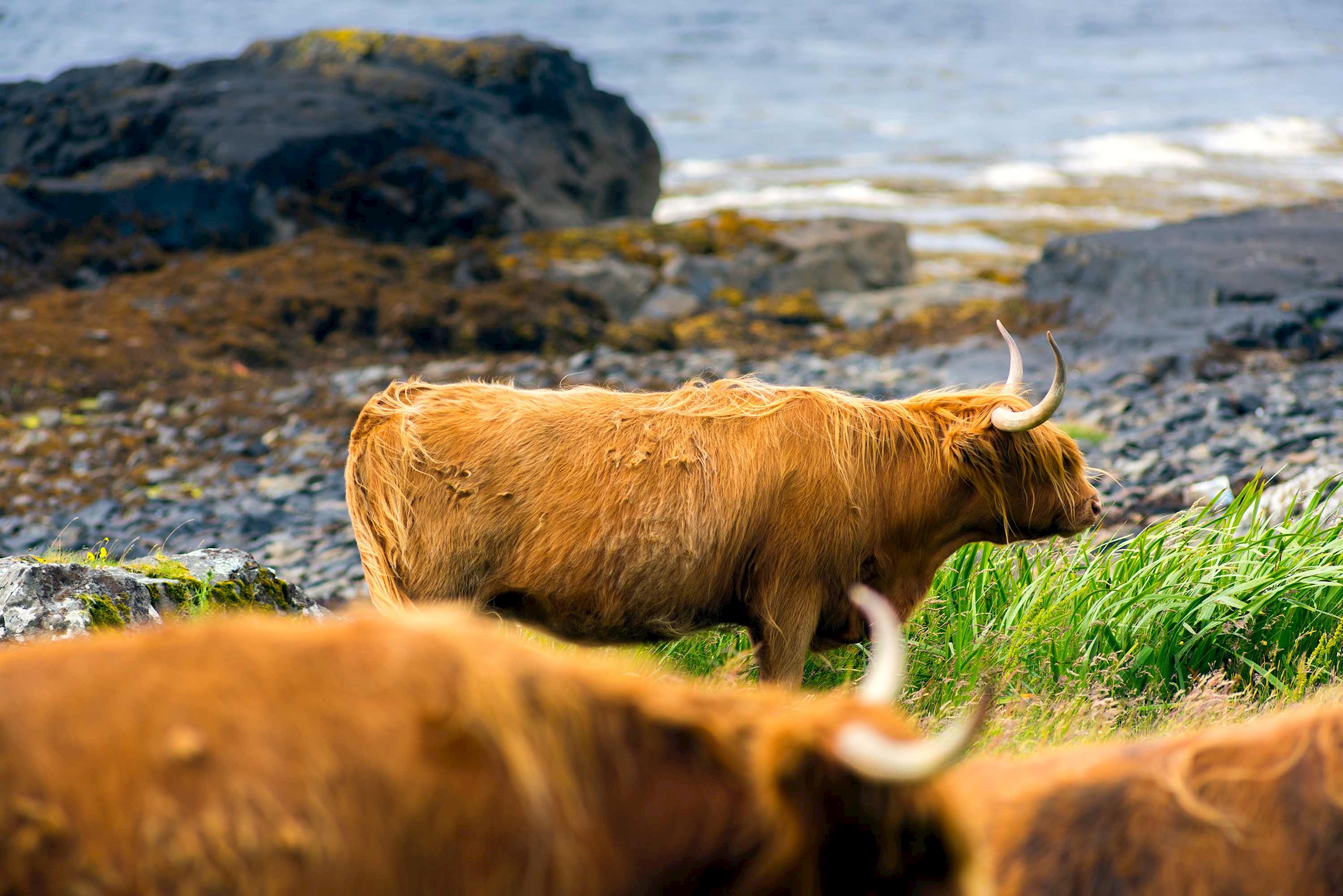 highland-cattle-isle-mull-scotland.jpg