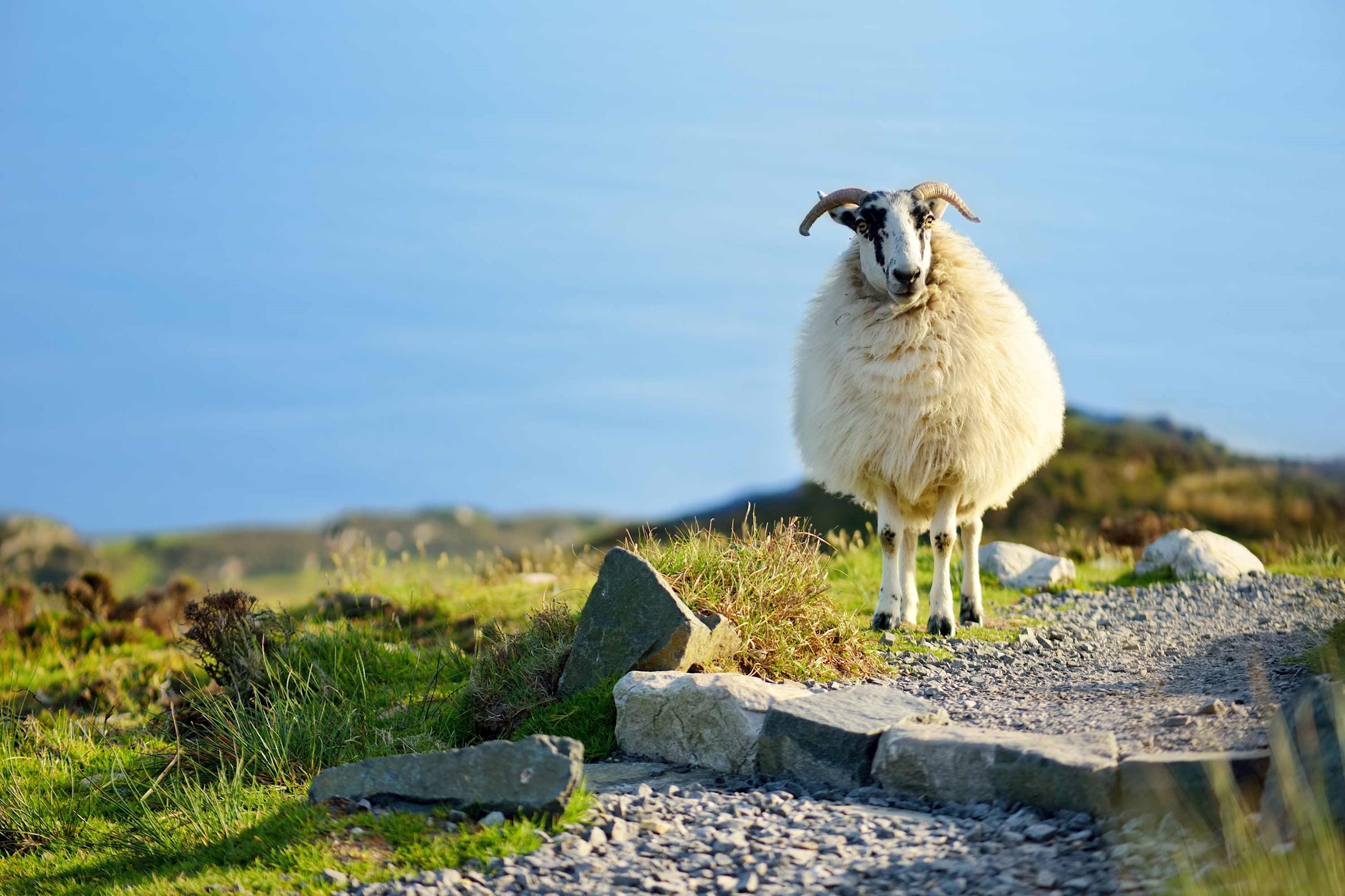 sheep-ring-kerry-ireland.jpg