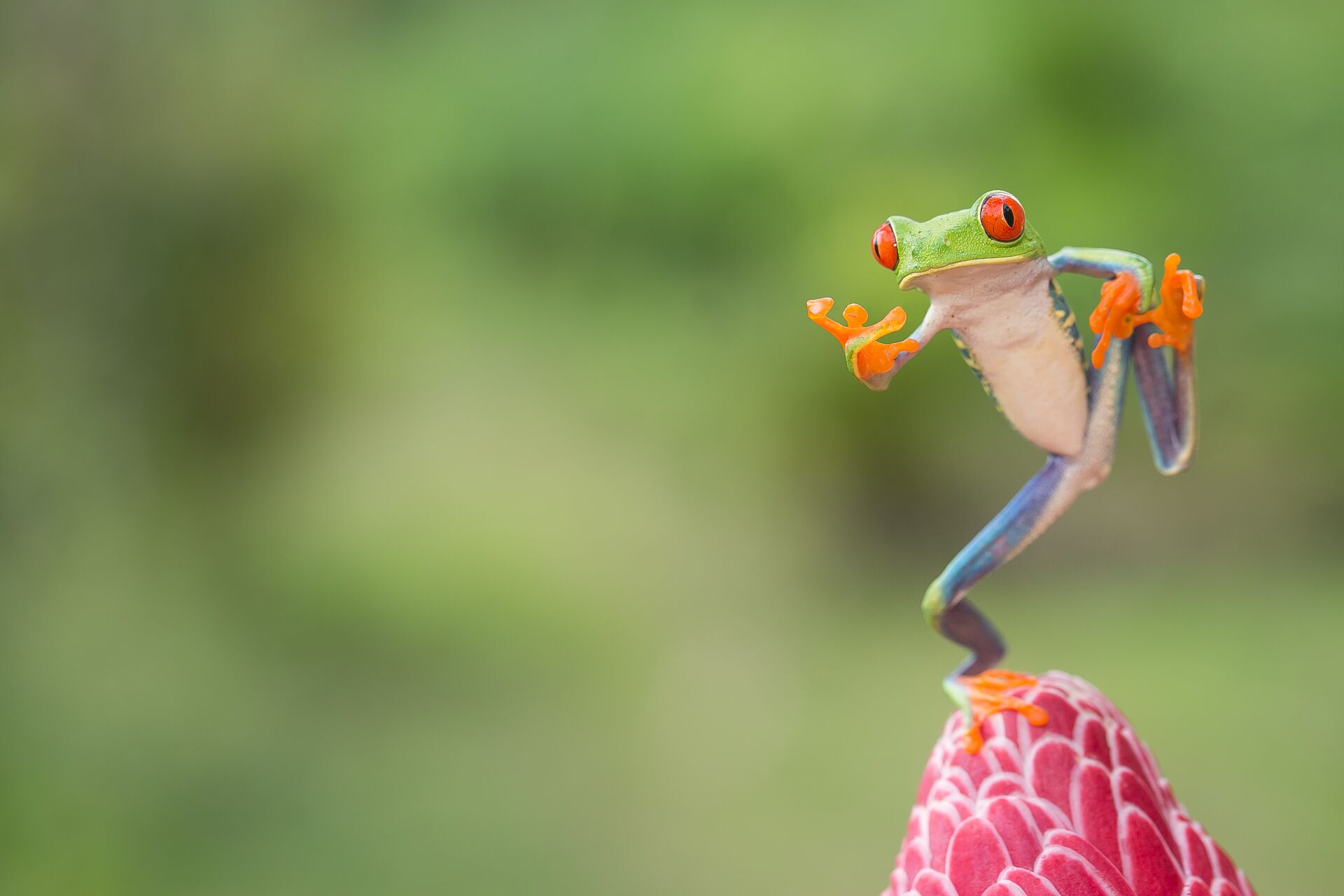 Close up image of a tree frog from Costa Rica, Latin America