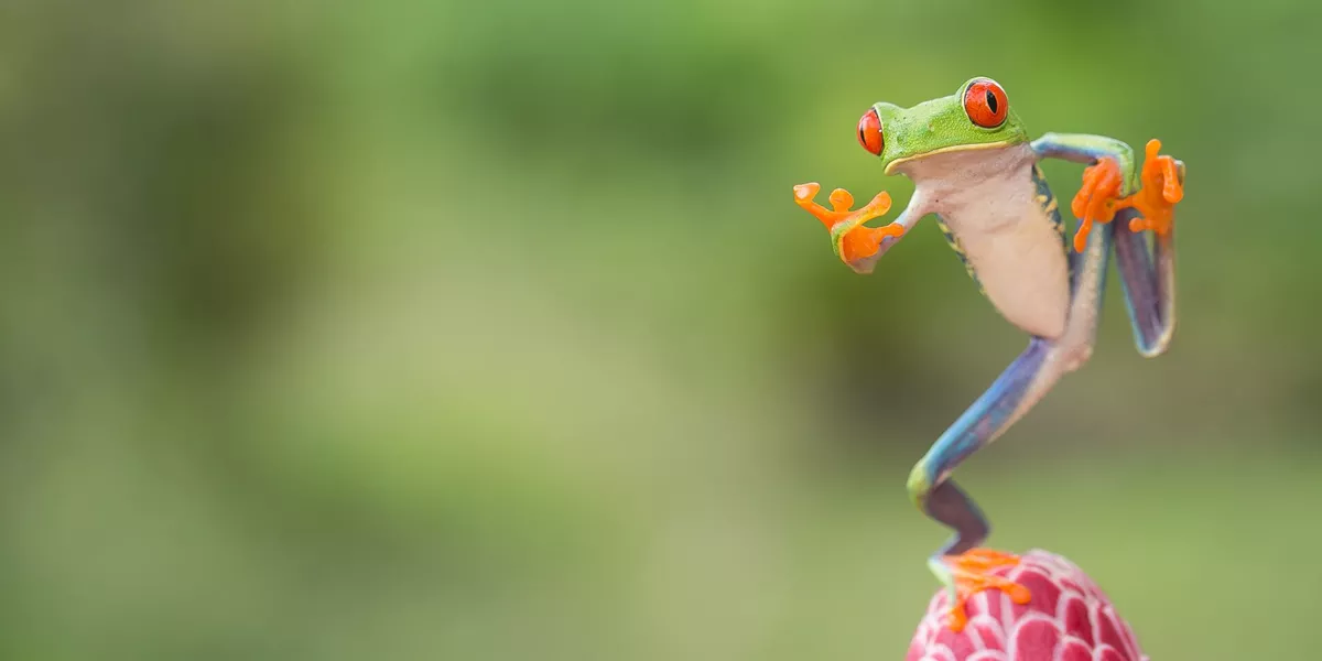 Close up image of a tree frog from Costa Rica, Latin America