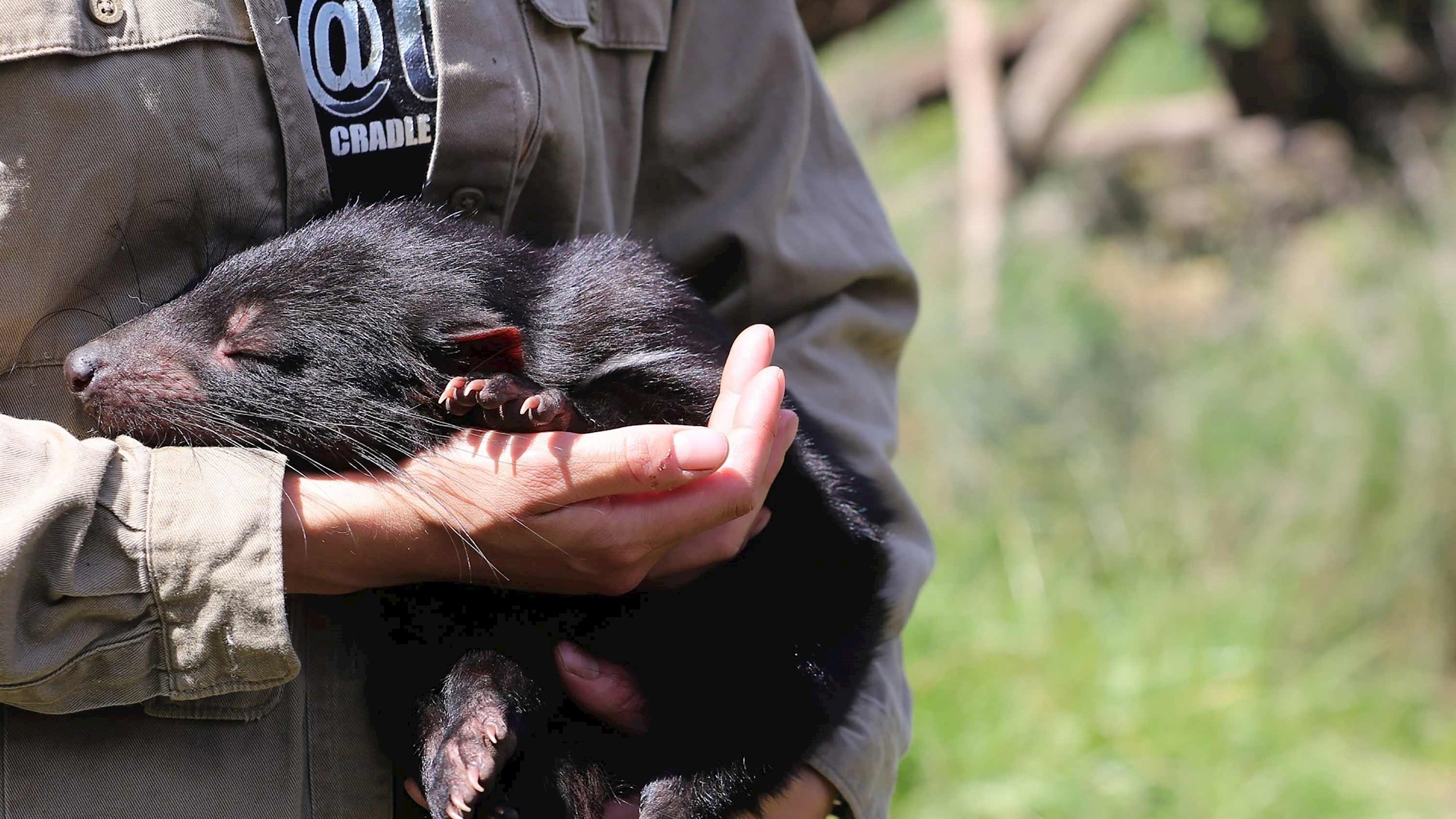 Visit Devils conservation sanctuary in Cradle Mountain, Australia