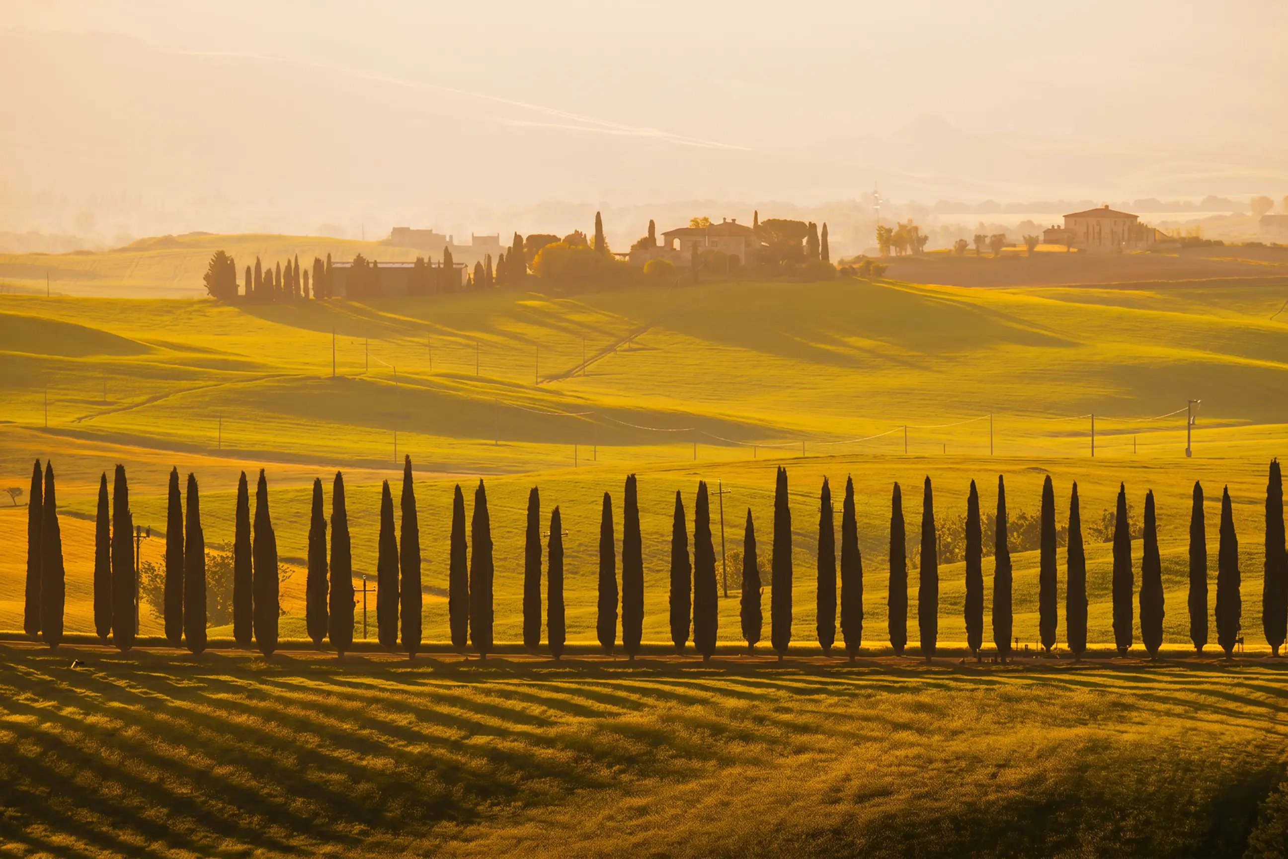 day-hero-cypresses-at-hazy-golden-dawn-tuscany-italy.webp