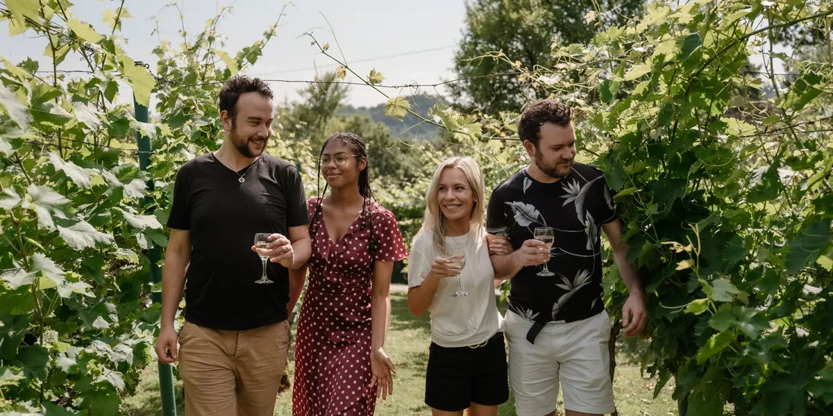 Four guests carrying wine glasses explore a vineyard