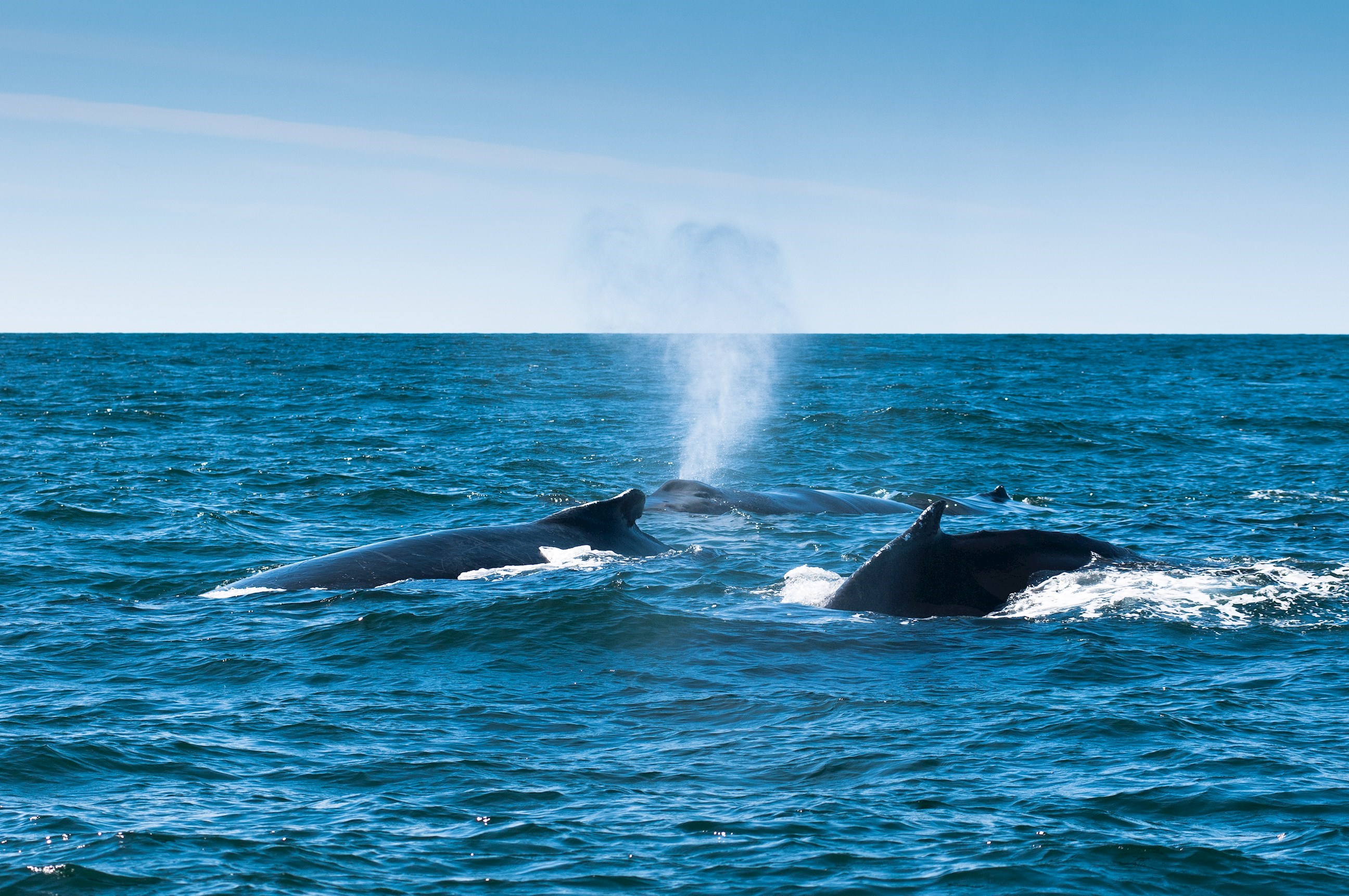 05_humpback-whales-bay-of-fundy-new-brunswick-canada.jpg