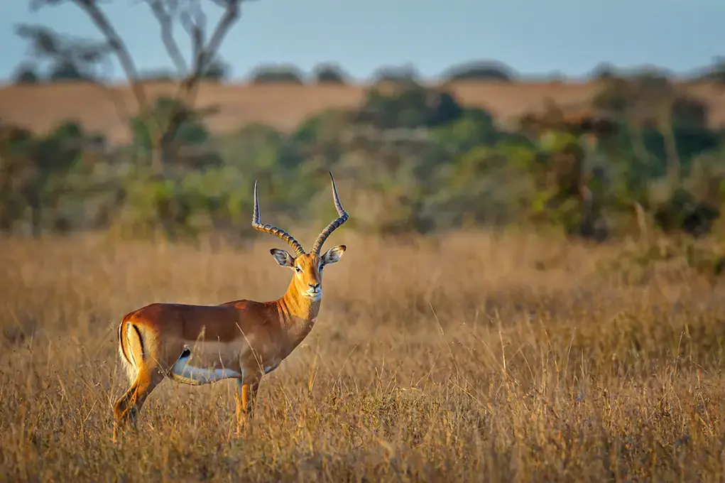 ol-pejetanairobi-kenya-gettyimages-1272625346.webp