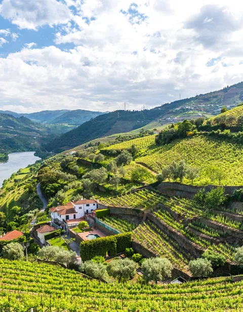 The vineyards of the Douro River region in Portugal