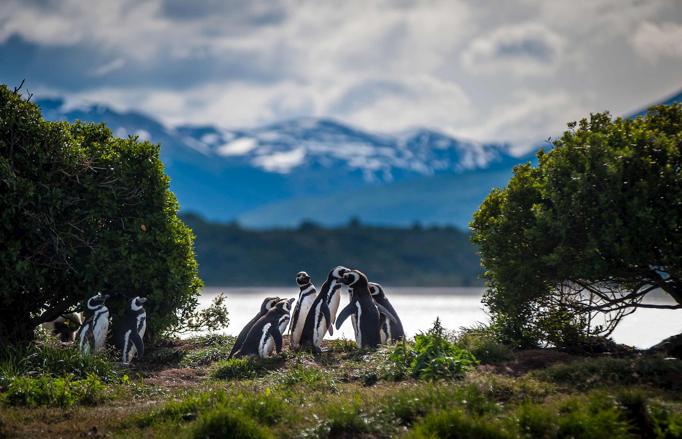 penguins-ushuaia-argentina.jpg