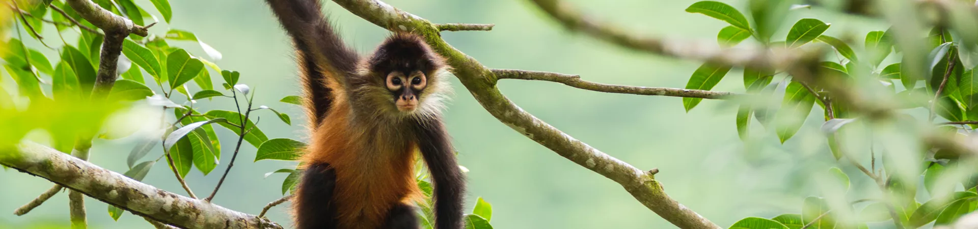 Monkey on a tree, Costa Rica