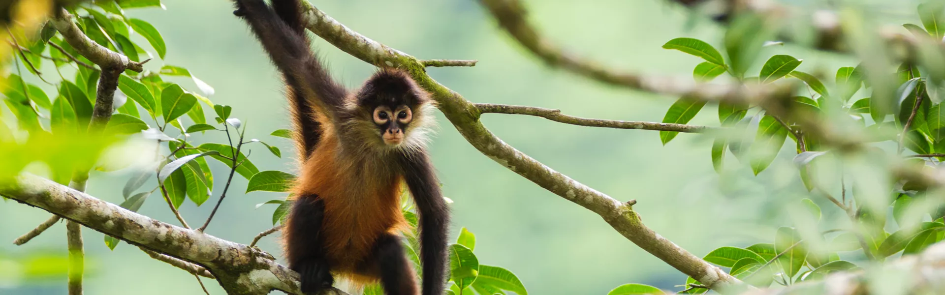 Monkey on a tree, Costa Rica