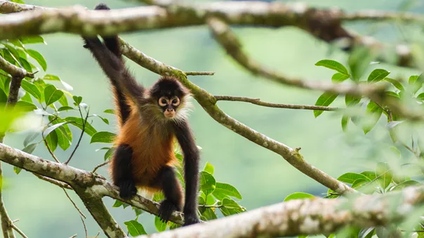 Monkey on a tree, Costa Rica