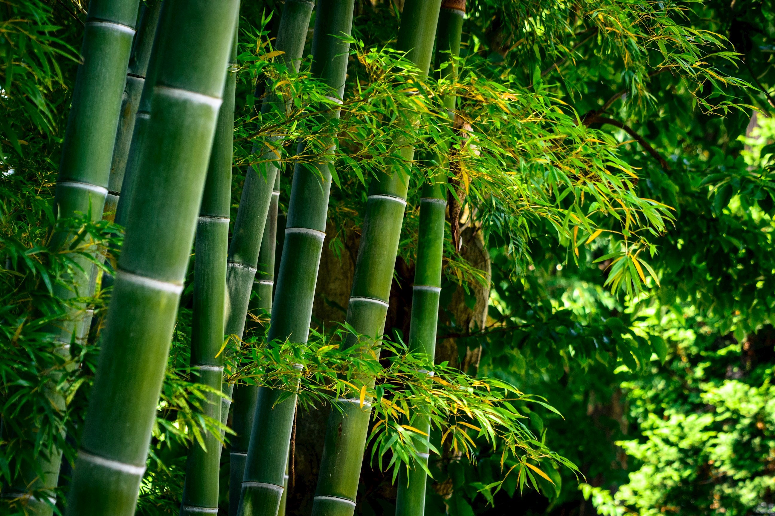 giouji-temple-bamboo-garden-kyoto-japan.jpg