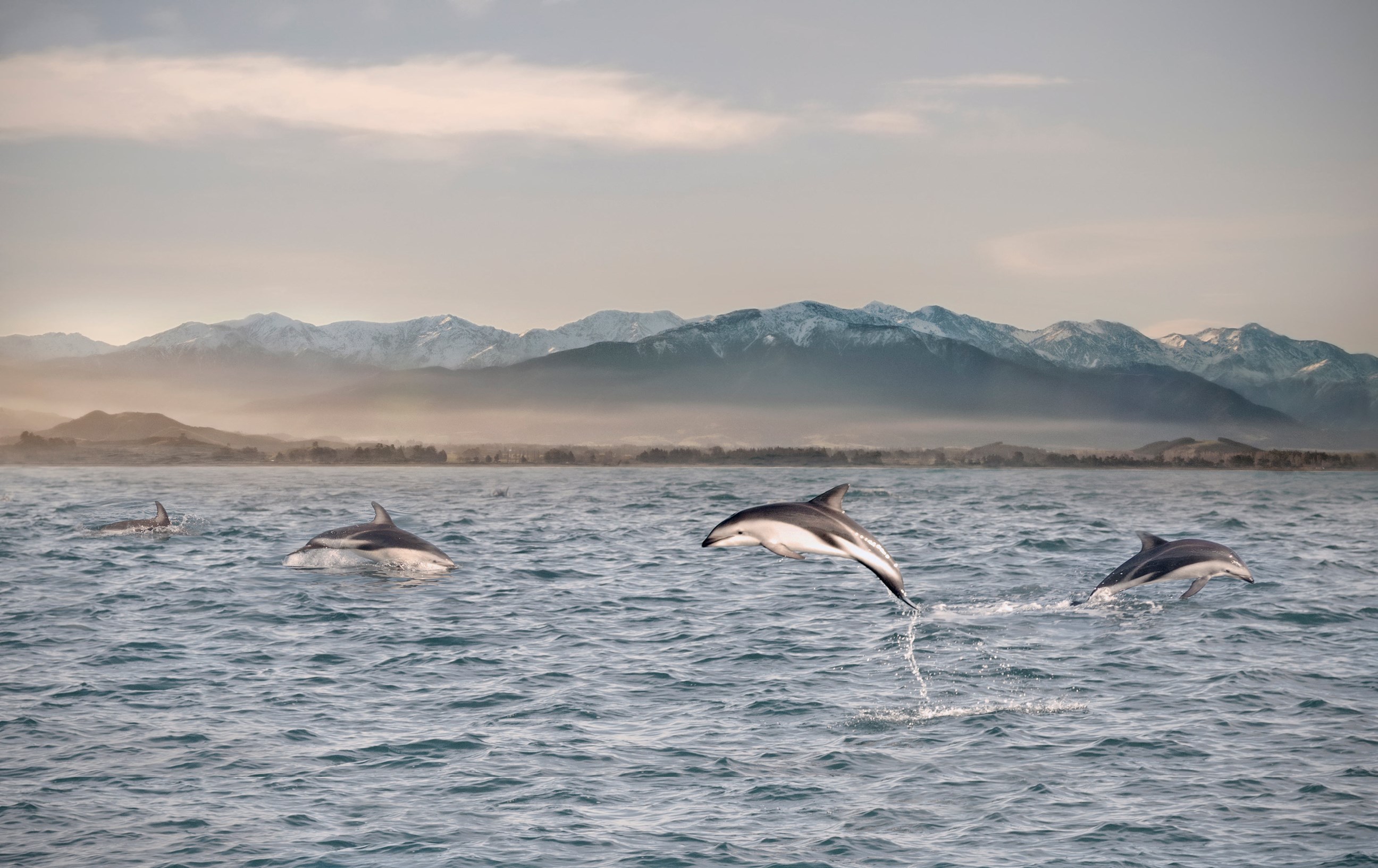 see-dolphins-kaikoura-south-island-new-zealand.jpg