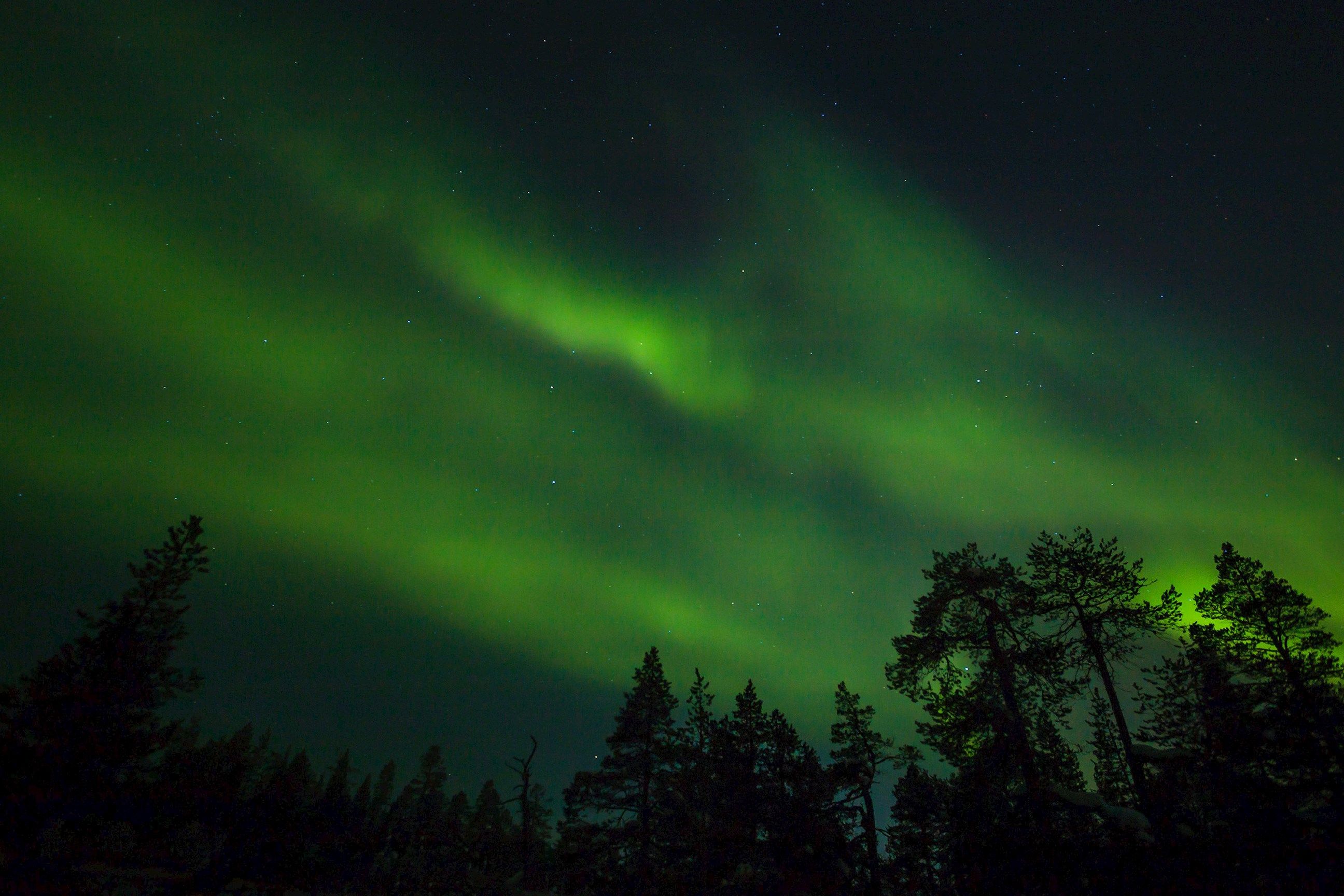 Scandinavian Northern Lights above night forest