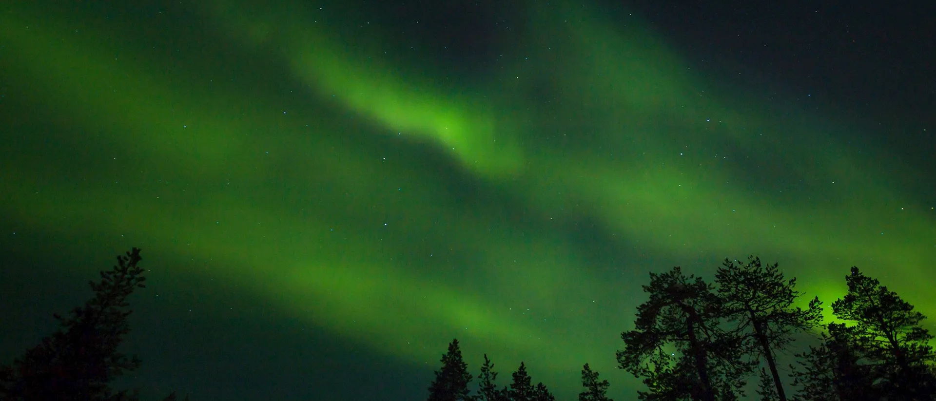 Scandinavian Northern Lights above night forest
