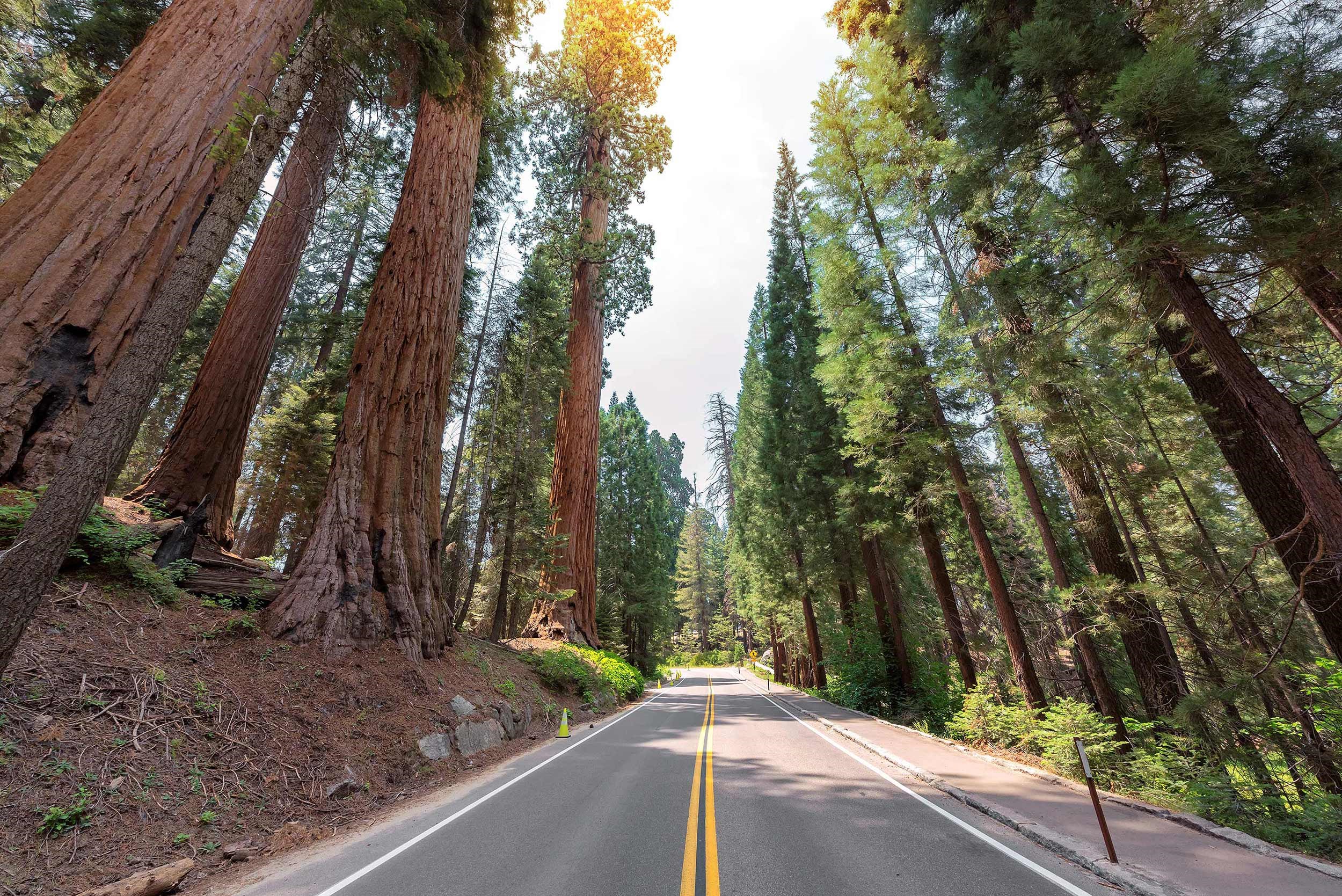 sequoia-national-park-redwood-usa.jpg