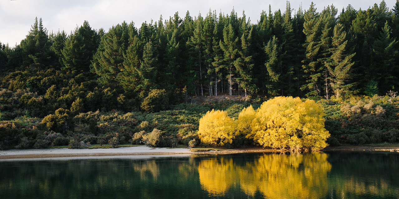 lake-wanaka-with-yellow-flowers-day-14.jpg