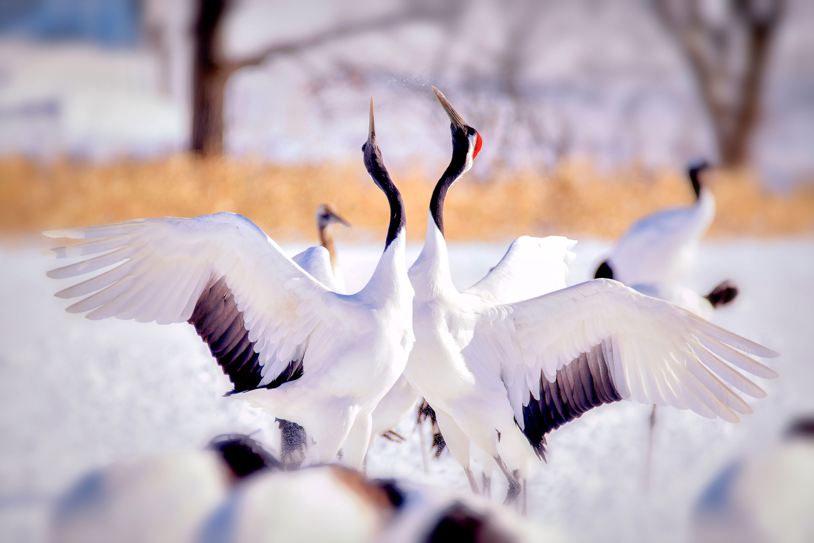 japanese-cranes-dancing-sapporo-hokkaido-japan.jpg