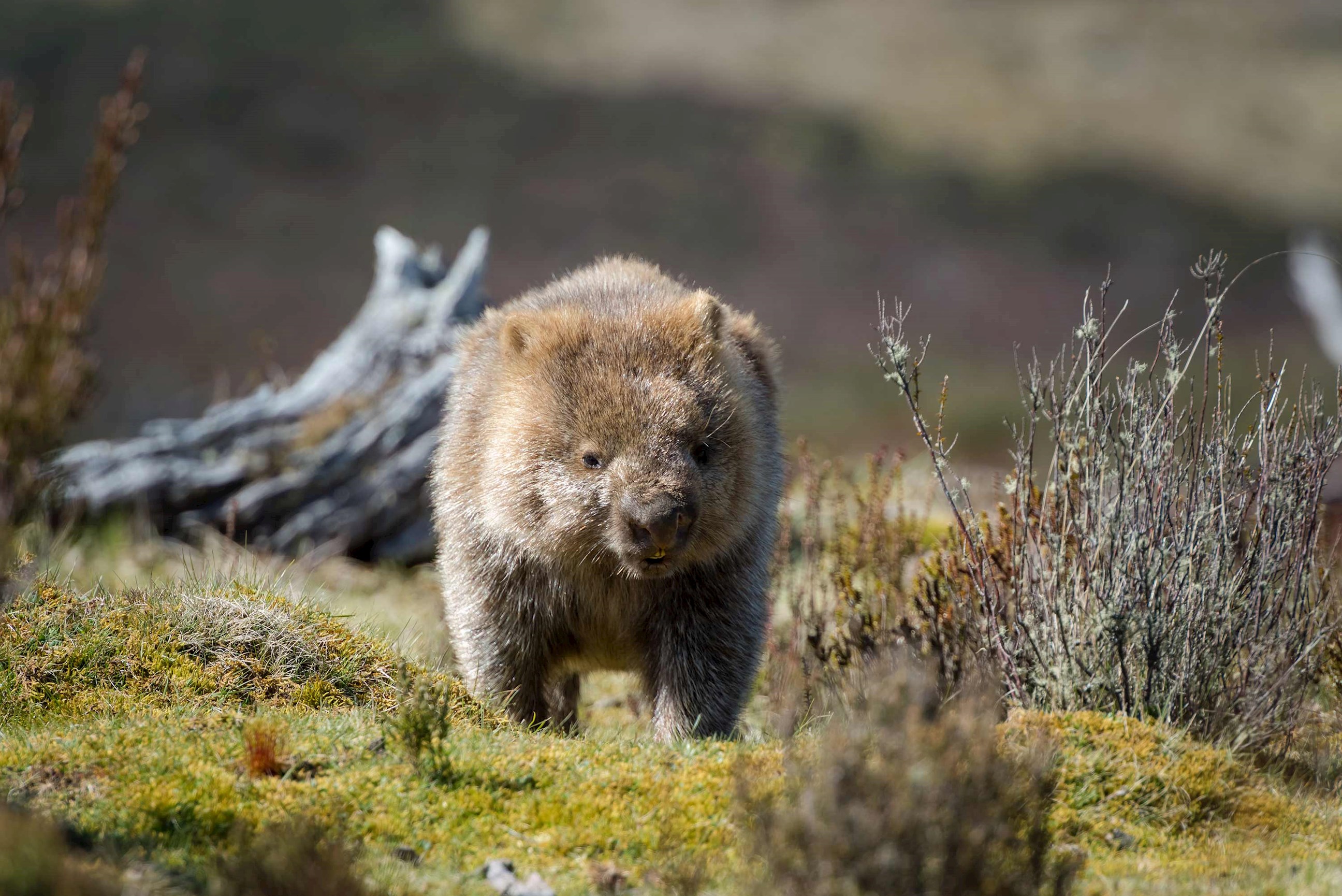 wombat-cradle-mountain-australia.jpg