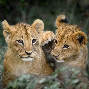 Two lion cubs lying in grass in Ol Pejeta Conservancy, Kenya