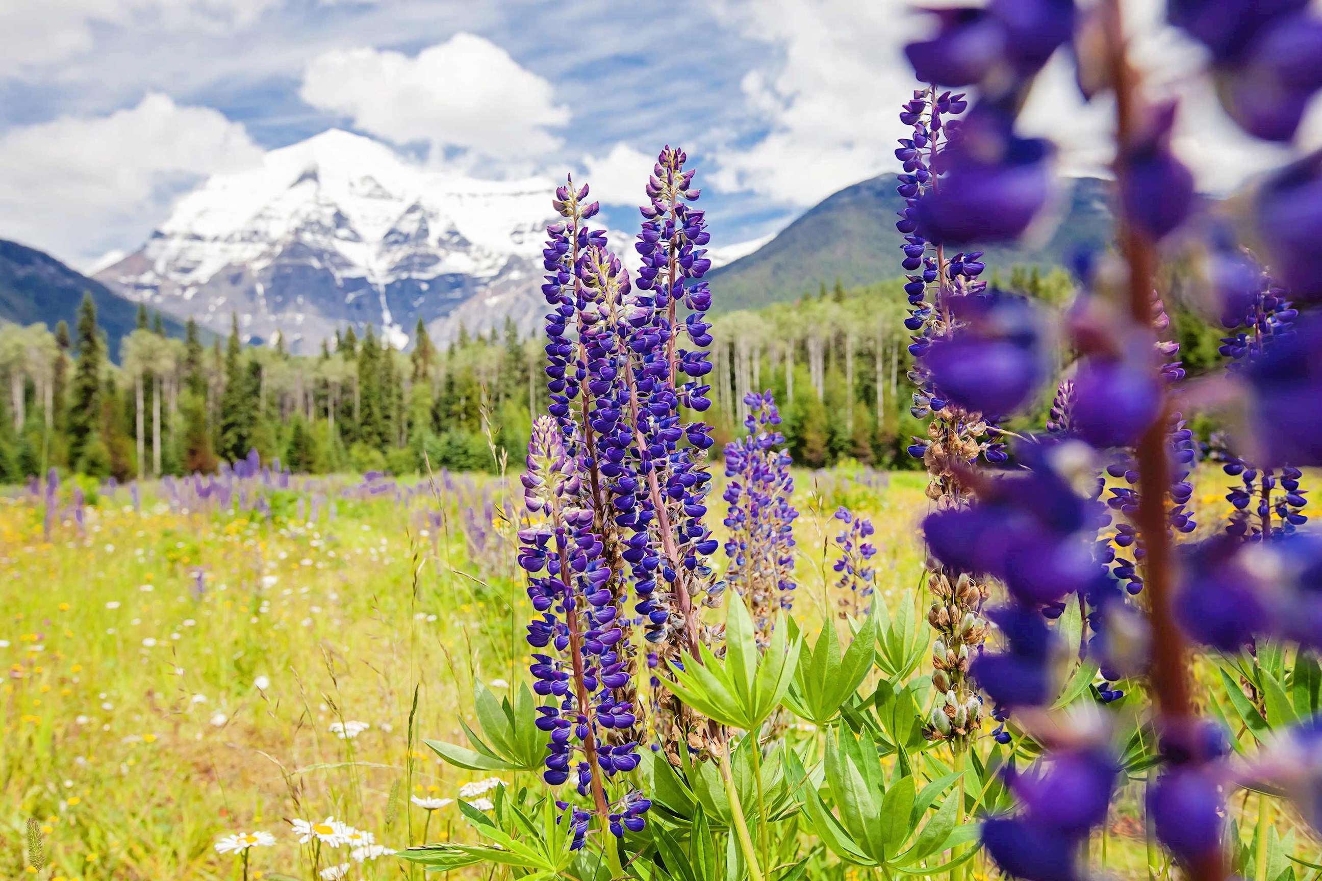wildflowers-mount-robson-canada.jpg