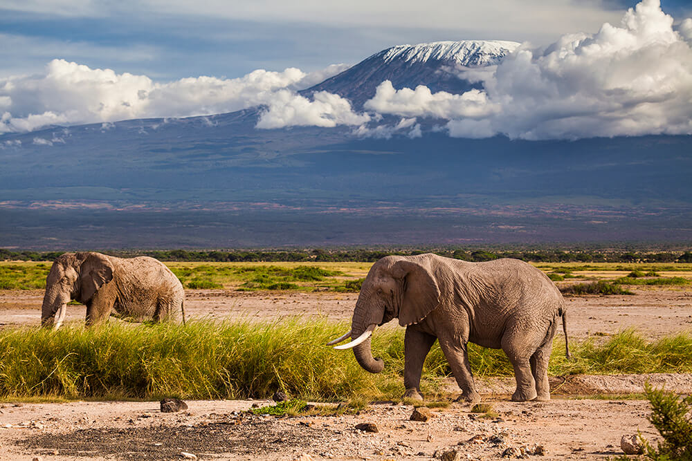 Elephants walking near Kilimanjaro