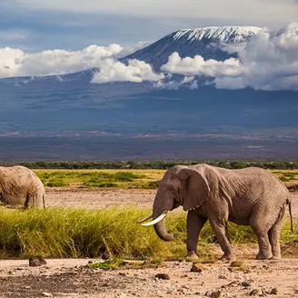Elephants walking near Kilimanjaro