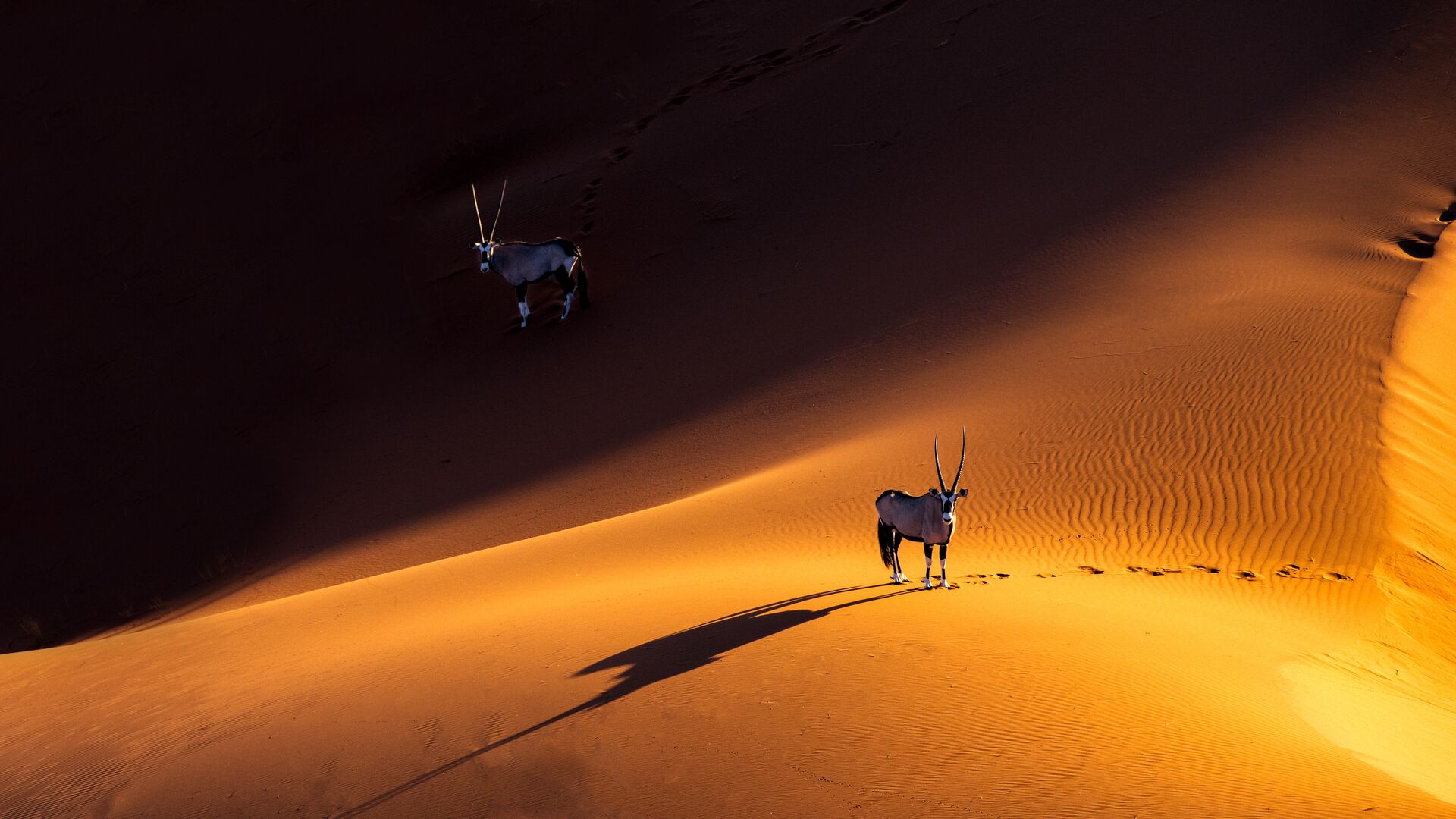 2 Oryx on the sand dunes of Sossusvlei in Namibia