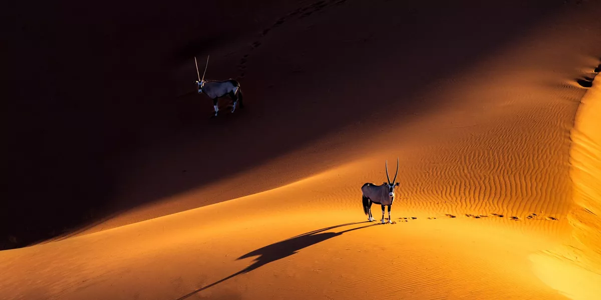 2 Oryx on the sand dunes of Sossusvlei in Namibia