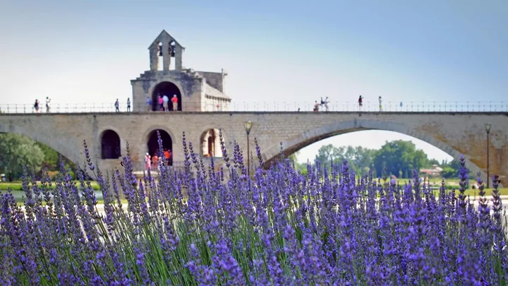 Pont d'Avignon and Lavender, Avignon, France