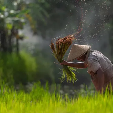 farmer-rice-field-ho-chi-minh-city-vietnam.jpg