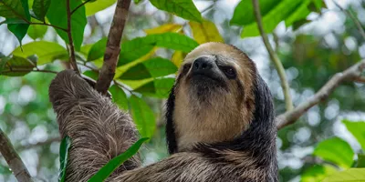 Highlights of Peru with Peruvian Amazon Guided Tour